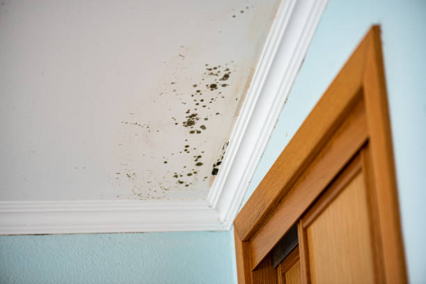Best Crawl Space Mold Removal  in Lake Tapps, WA