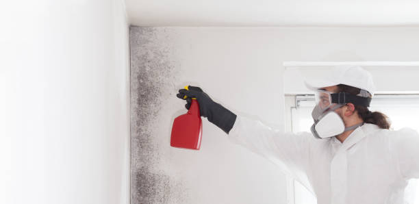 Best Toxic Mold Removal  in Lake Tapps, WA