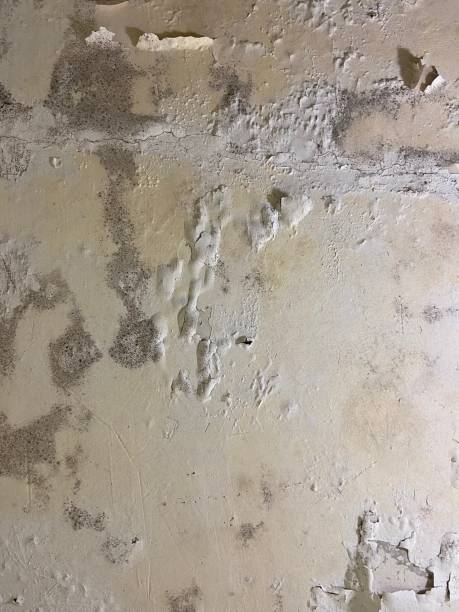 Best Office Mold Removal Services  in Lake Tapps, WA