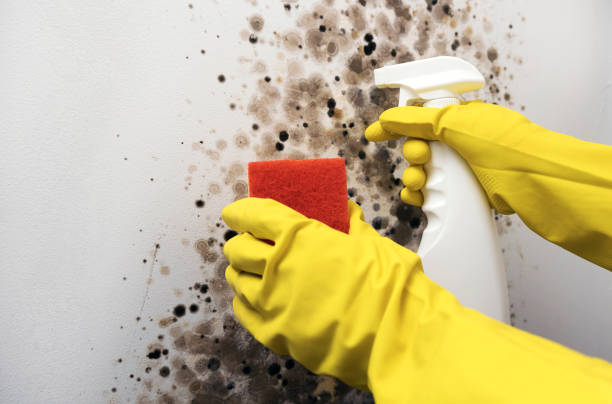 Best Best Mold Removal Companies  in Lake Tapps, WA