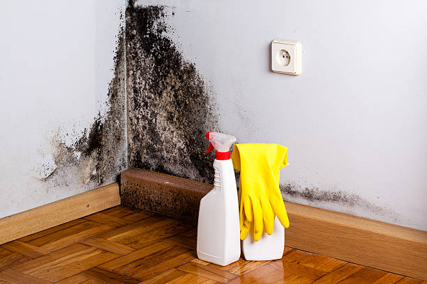 Best Mold Testing  in Lake Tapps, WA